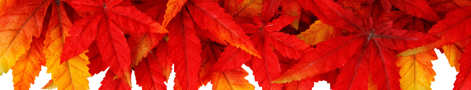 SendFlower.ru - International flower delivery